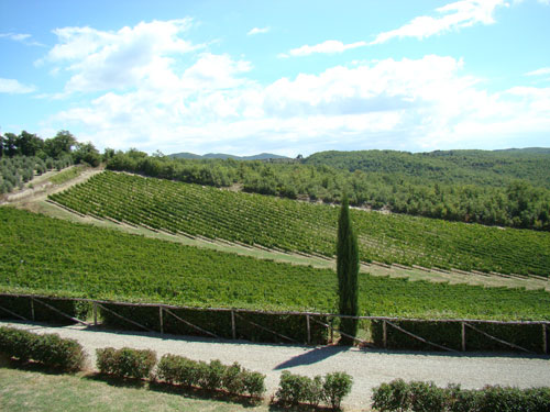Le vignoble