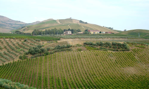 Magnifiques vignes