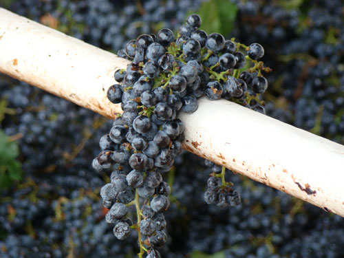 Grappe de raisins 