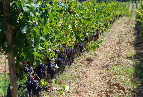 Magnifiques vignes