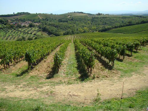 Le vignoble